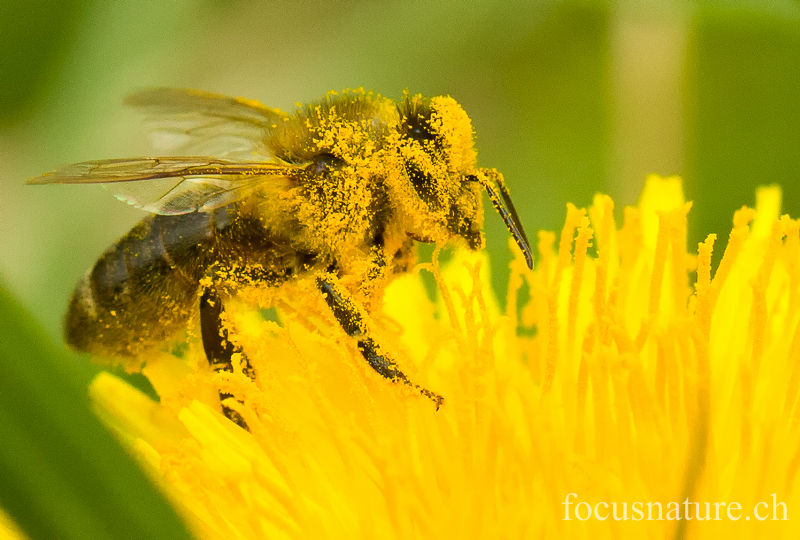 Abeille 0690.jpg - Abeille (Ermitage, Genève, avril 2012)